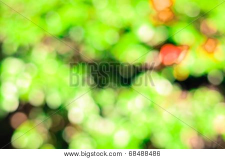 Leaf Blur