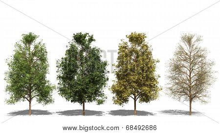 Acer Negundo (four Seasons)