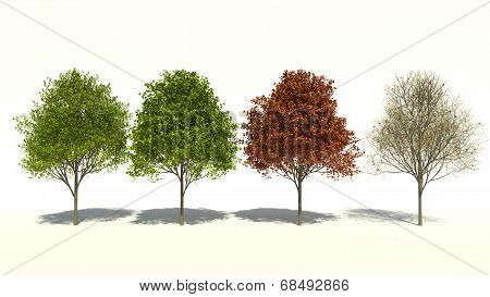Acer Saccharum (four Seasons)