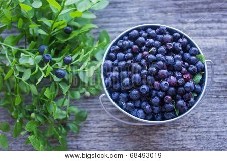 ripe blueberries