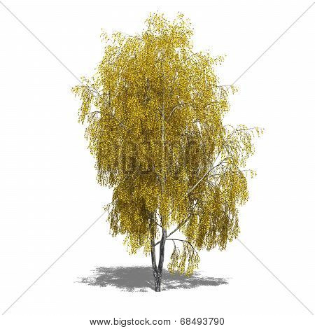 Betula Pendula (autumn)