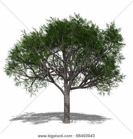 Delonix Regia (autumn)