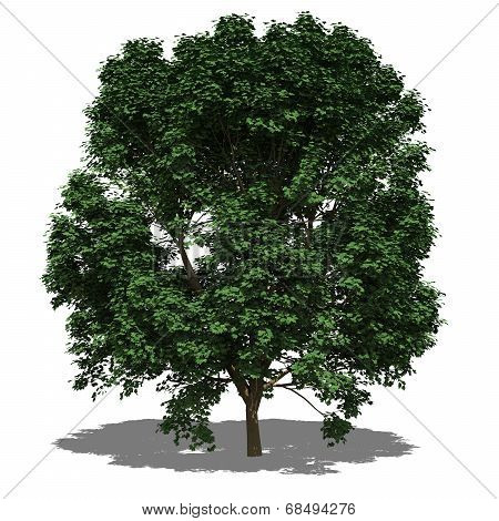 Acer Pseudoplatanus (summer)