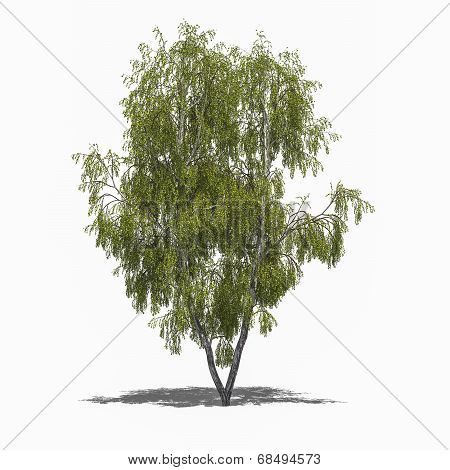Betula Pendula (summer)