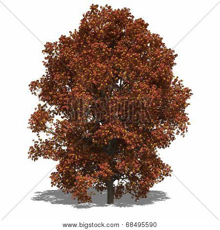 Acer Saccharum (autumn)