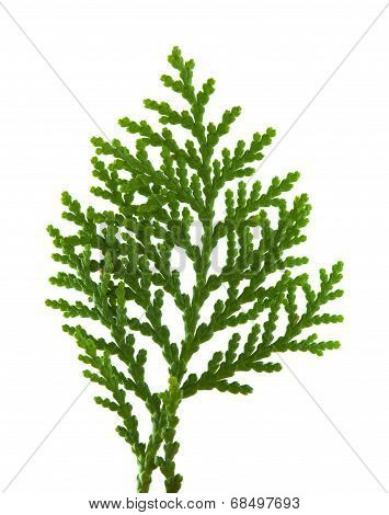 Brach Of Thuja