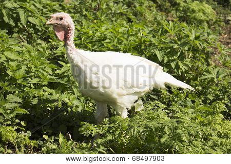 White turkey
