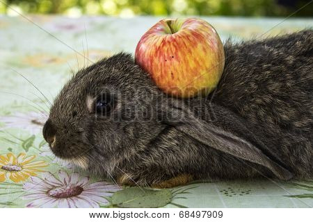 Bunny and apple