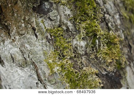Tree bark