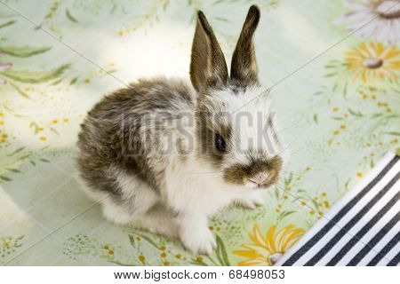 Gray bunny sitting on the table