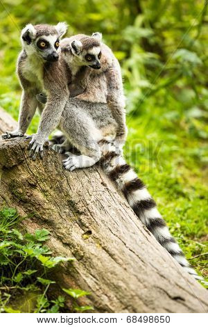 Lemur kata (Lemur catta)