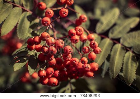 Rowan berries