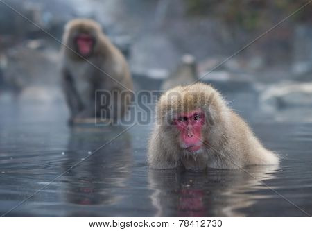 Snow Monkey Or Japanese Macaque In Hot Spring Onsen
