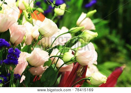 Balloon flowers and buds