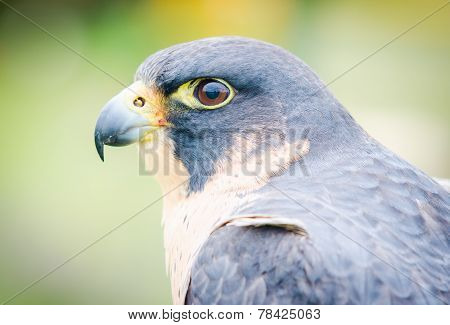 Peregrine Falcon