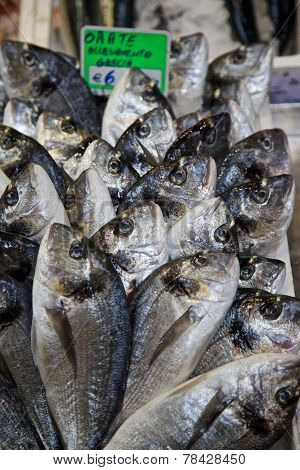 Fish Market In Bologna