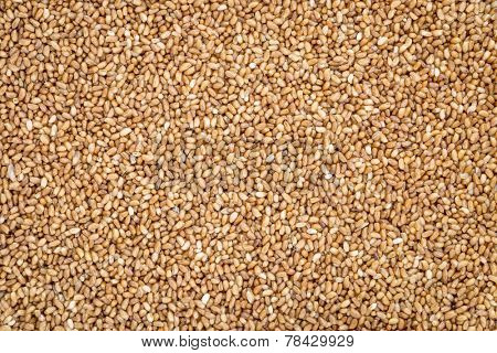 gluten free teff grain background - important food grain in Ethiopia and Eritrea