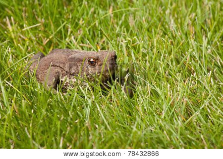 Gray frog sitting on green grass