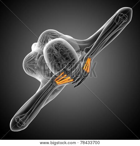 3D Render Medical Illustration Of The Metacarpal Bone