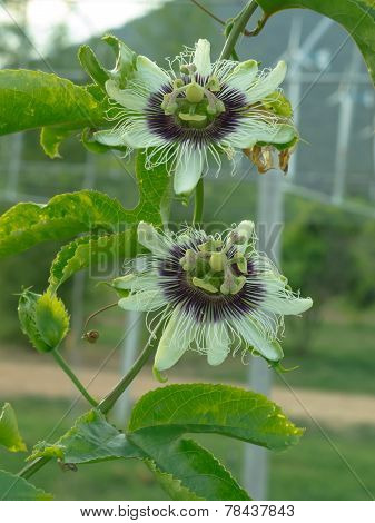 Passiflora