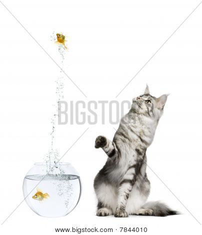 2009_130_050_montage_e_b