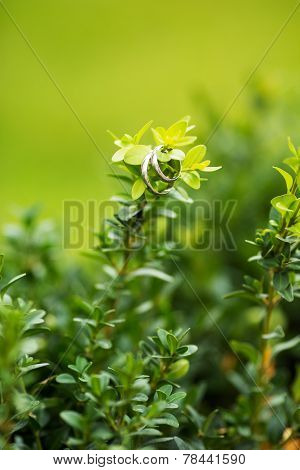 Rings On Stick With Leaves