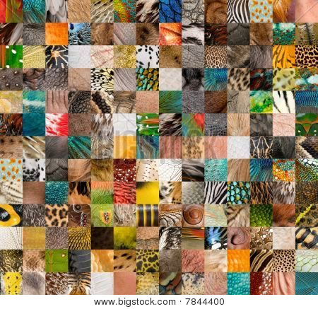 Patchwork di pelle umana e 196 animali
