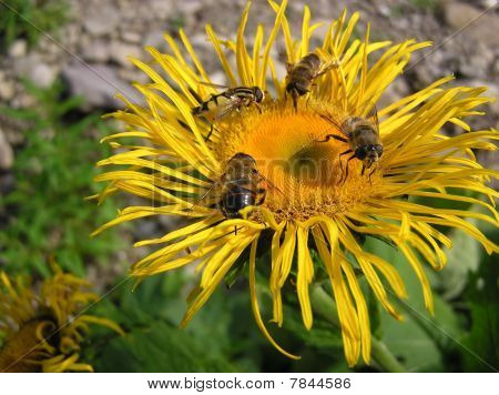 Bienen hinter Arbeit.