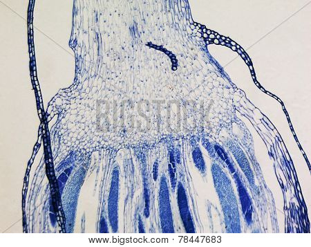 Moss Protonemata Micrograph