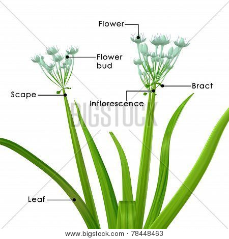 Allium cepa
