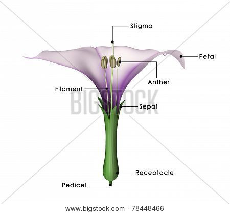 Datura