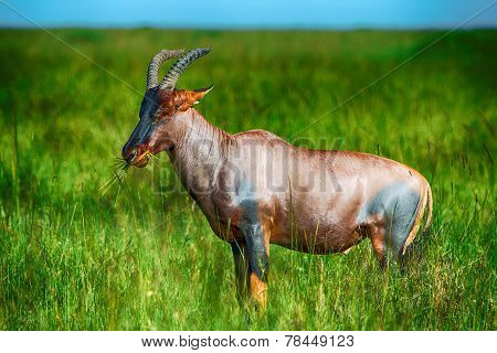 Grazing Red Hartebeest Antelope In Long Lush Grass