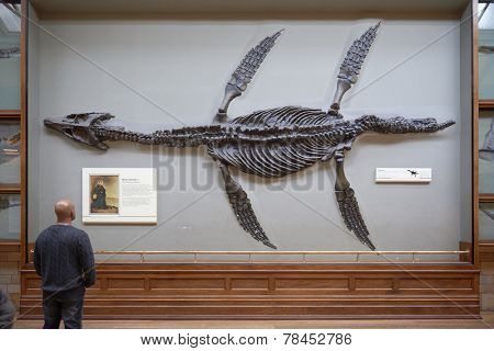 LONDON, UK - DECEMBER 11: Visitor looking at pliosaur fossilised skeleton at the Natural History Museum. December 11, 2014 in London.