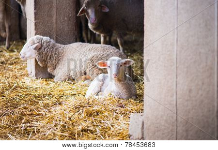 Lambs