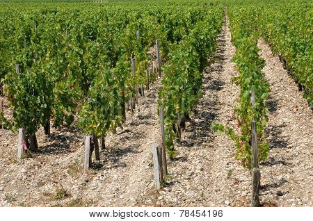 Vineyard Of Saint Julien Beychevelle