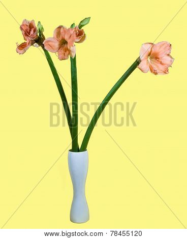 Bouquet Of Amaryllis  In A Vase