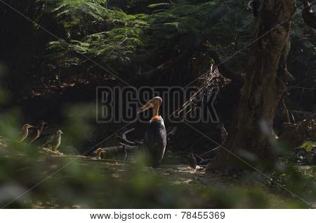 birds resting under a tree