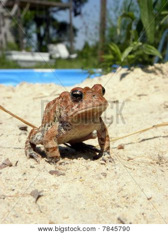 posing frog