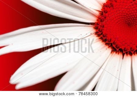Red Daisy