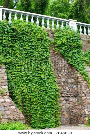 Mur de pierre avec des raisins sauvages