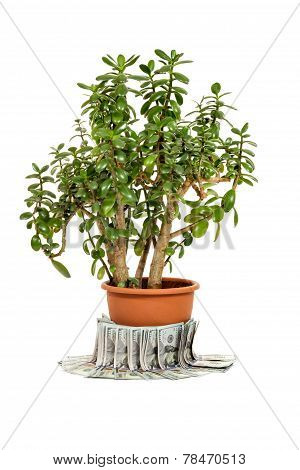 Crassula Ovata Or Jade Plant In Flowerpot With Money