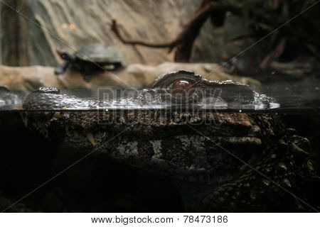 Crocodile looking out from water. 