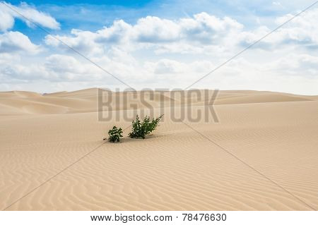 Sand Dunes In Viana Desert - Deserto De Viana In Boavista - Cape Verde - Cabo Verde