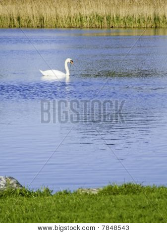 Cisne no Lago