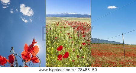 Poppies Collage