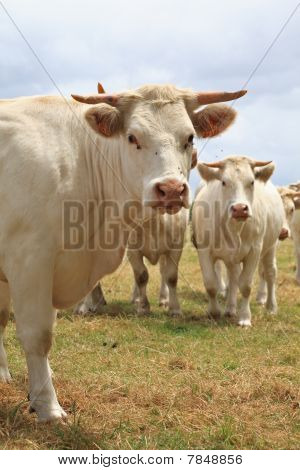 Blondes D'aquitaine Cows