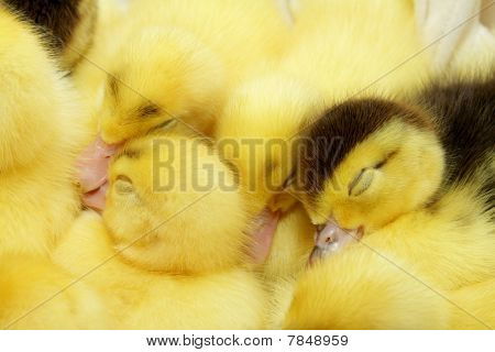 Sleeping Ducklings