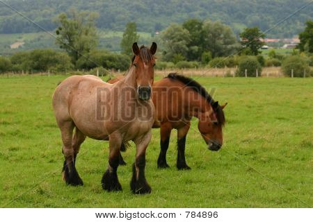Drafthorses