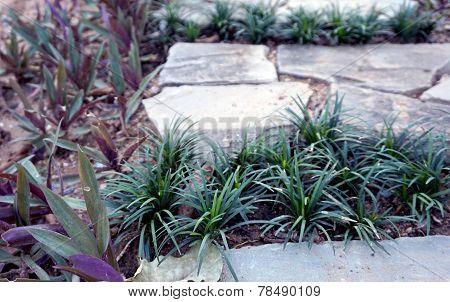 Garden Stone Paving Plant Decoration