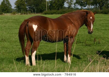 Herzen Pferd